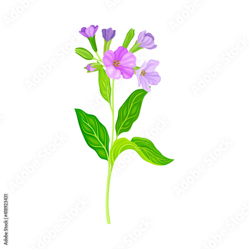 Lungwort or Pulmonaria Flowering Plant with Violet Inflorescences Vector Illustration