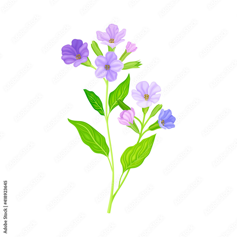 Lungwort or Pulmonaria Flowering Plant with Violet Inflorescences Vector Illustration