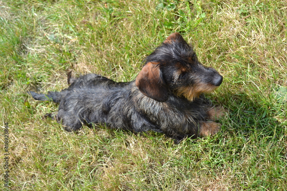 Teckel nain à poil dur, mignon petit chien Stock Photo | Adobe Stock