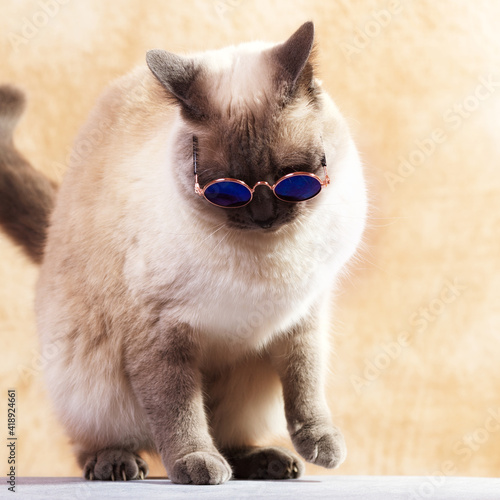 Funny Thai cat wearing special cat glasses for sun protection.