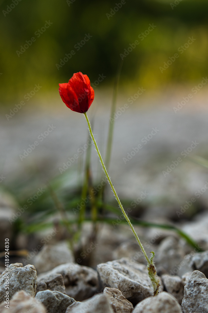 Obraz premium red poppy flower