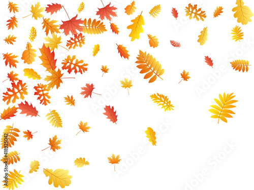 Oak, maple, wild ash rowan leaves vector, autumn foliage on white background.