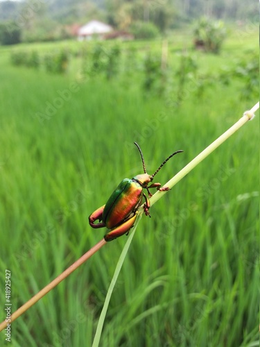 unique colour insect on the grass. 