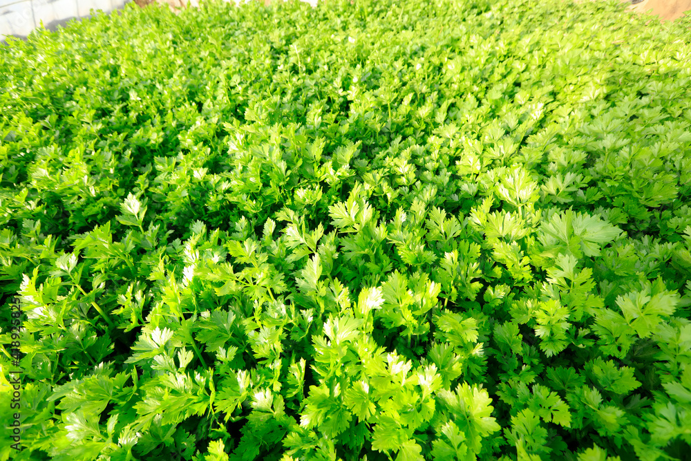 Celery in the greenhouse Celery in the greenhouse