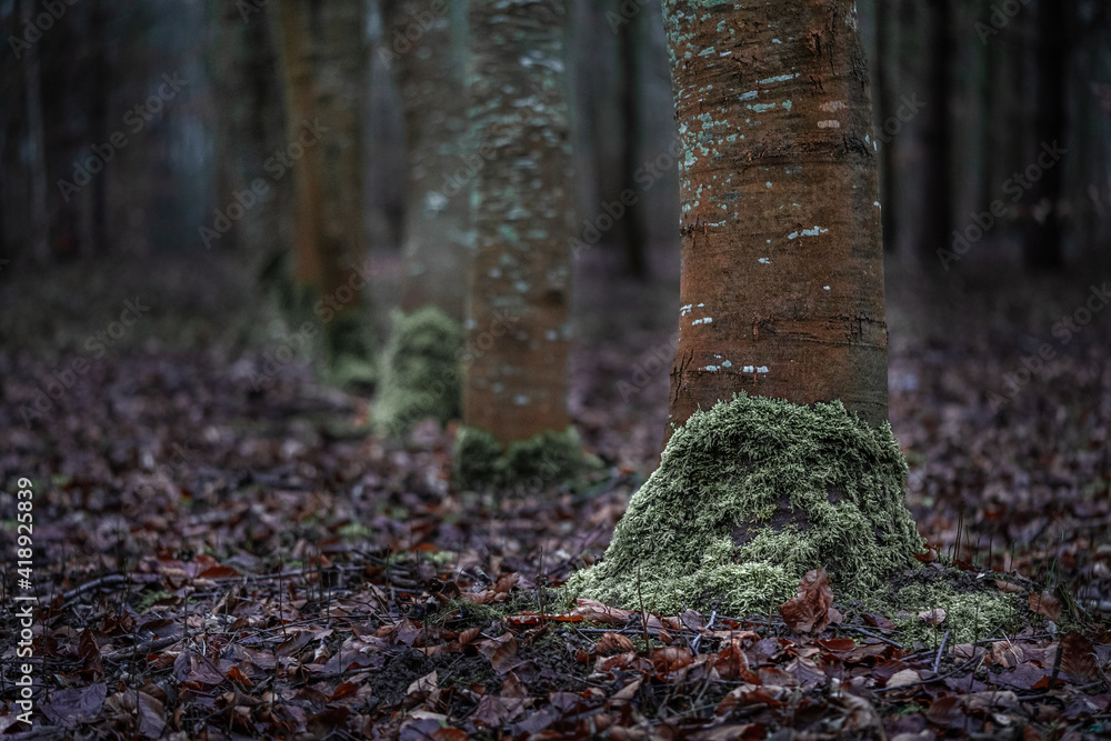 Mousse se développant sur le tronc des arbres. Mousse se développant sur le tronc des arbres.