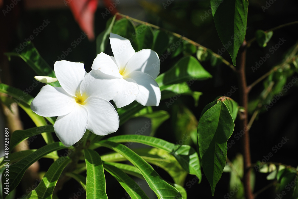 Obraz premium white and yellow flowers in a nature background 