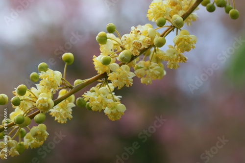 Litsea cubeba pers flower. essential oils with seeds  .Plant from nature Used as ingredients in cosmetics and medicine Food flavoring