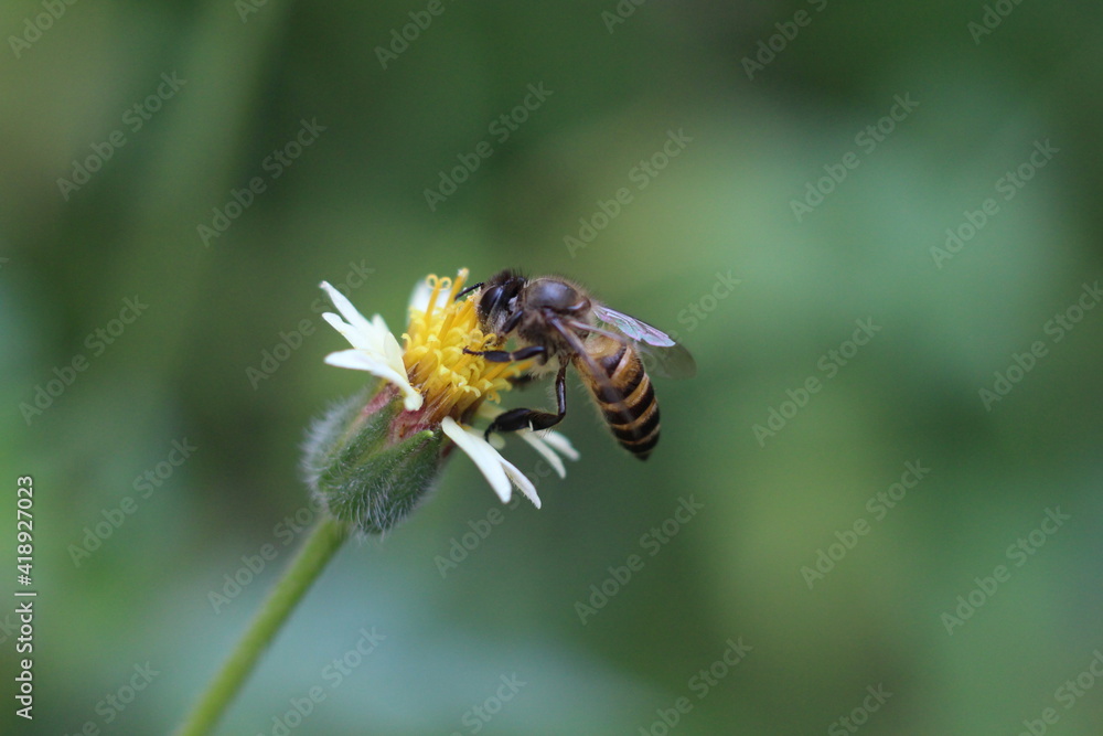 close up of a bee pollination of flower close up of a bee pollination of flower