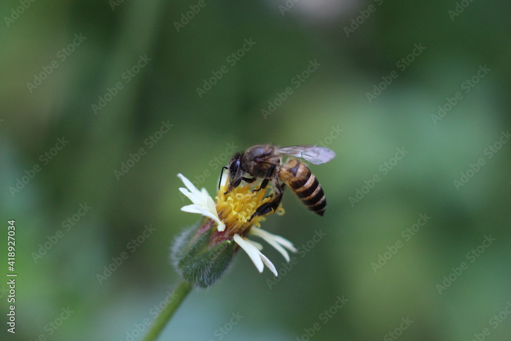 close up of a bee pollination of flower close up of a bee pollination of flower