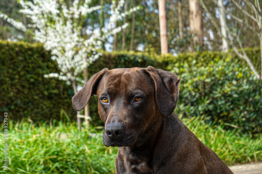 dog pointer labrador