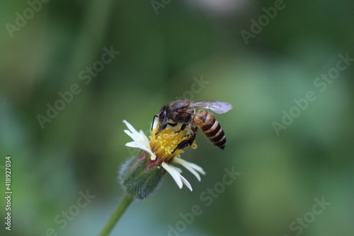 close up of a bee pollination of flower © manitator