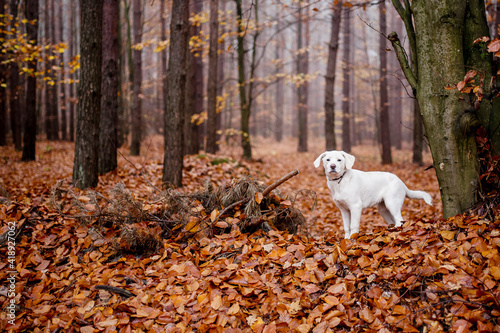 White labrador type, mongrel, dog in autumn forest full of leaves. © Snowboy