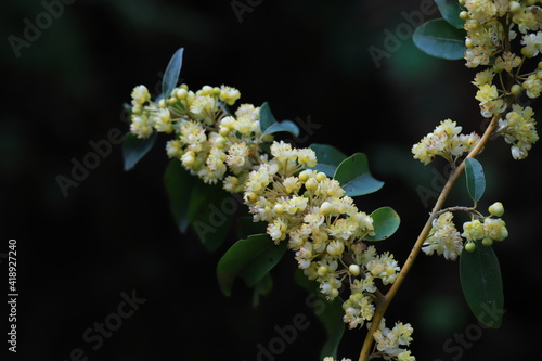 Litsea cubeba pers flower. essential oils with seeds  .Plant from nature Used as ingredients in cosmetics and medicine Food flavoring