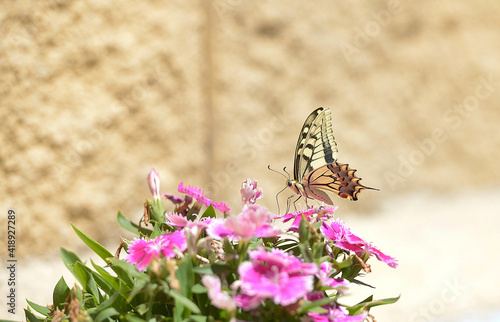 
Butterfly Papilio machaon feeding on a flower photo