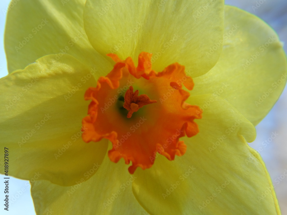 Fototapeta premium Closeup of orange and yellow daffodil in Spring
