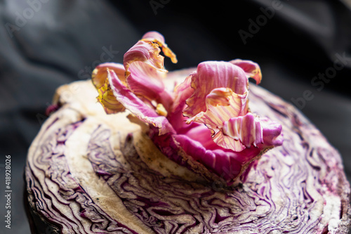 Red cabbage, half a cut cabbage with a beautiful gorgeous pink purple flower sprout with lilac petals on a black background, dark photo still life alien food flower