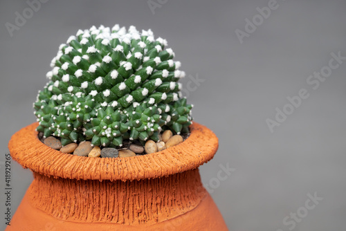 Cactus, succulents plants with round shapes, and the thorns fluffy white shag in a flowerpot. (Echinopsis subdenudata) photo