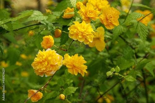 山吹の黄色い花