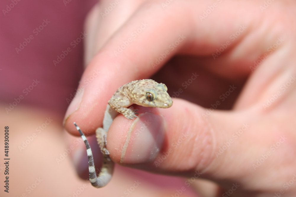 Lézard Lézard