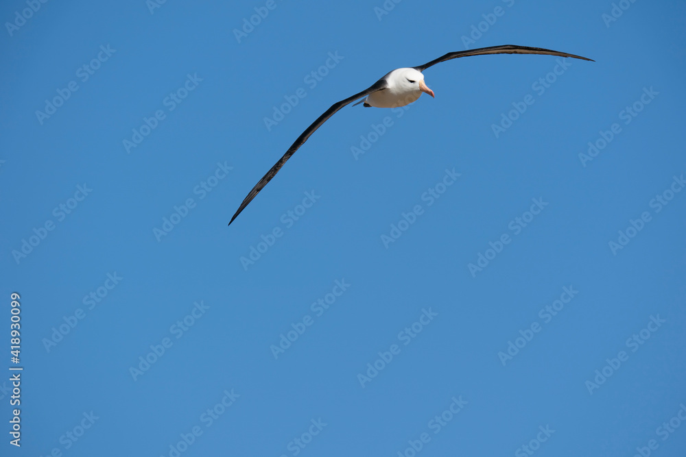 The Black-browed albatross (Thalassarche melanophris) The Black-browed albatross (Thalassarche melanophris)