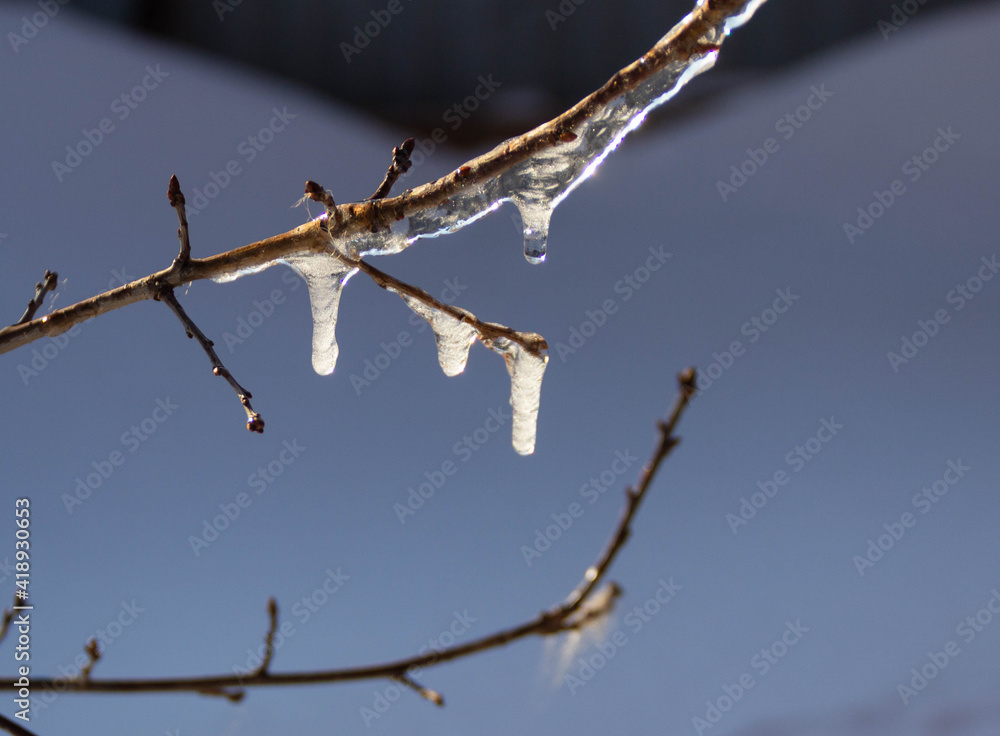 ice on a tree branch during the spring thaw, frozen drops, icicles close-up against the snow ice on a tree branch during the spring thaw, frozen drops, icicles close-up against the snow
