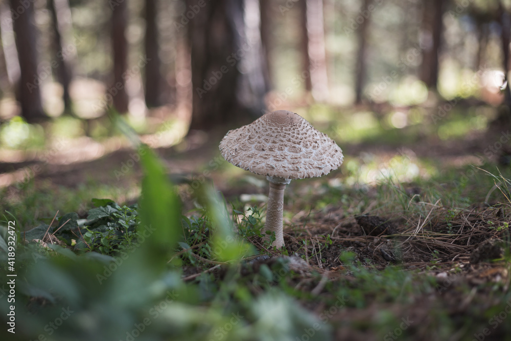 Mushroom in the forest Mushroom in the forest