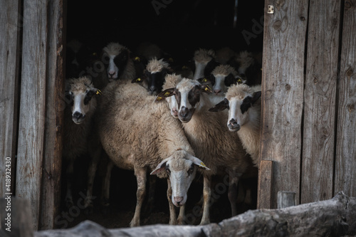 Sheep in a barn - animal farm