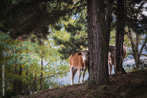 Cow in the woods