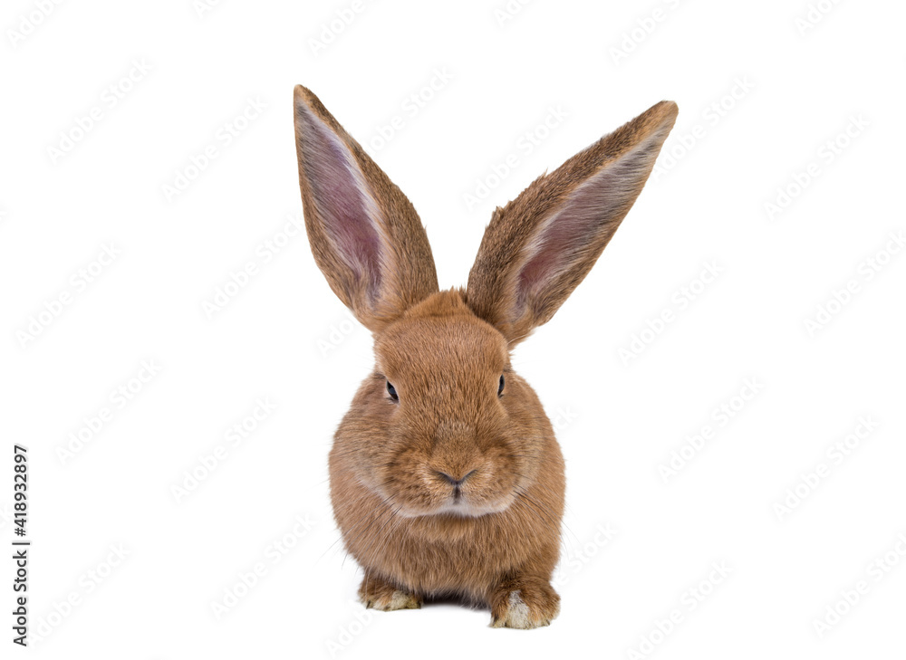 Photo of a cute,wild ,colored,gray,brown rabbit with big,long ears on isolated,white studio background. Cropped.postcard.