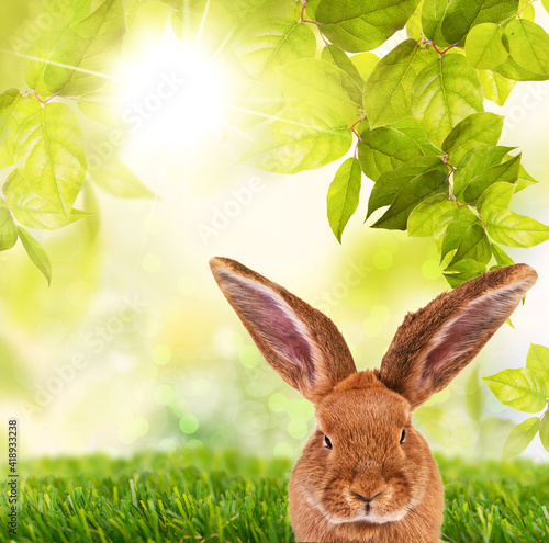 Wallpaper,Easter card,landscape card with bunny in wild color with giant ears in green blurred landscape in spring. Postcard.greeting card.