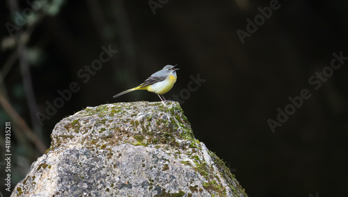 Grey Wagtail Singing on Top a Rock