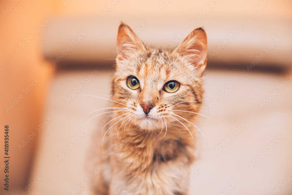 Tabby cat indoors. One of the ears is cut, representing that it's spayed. Tabby cat indoors. One of the ears is cut, representing that it's spayed.