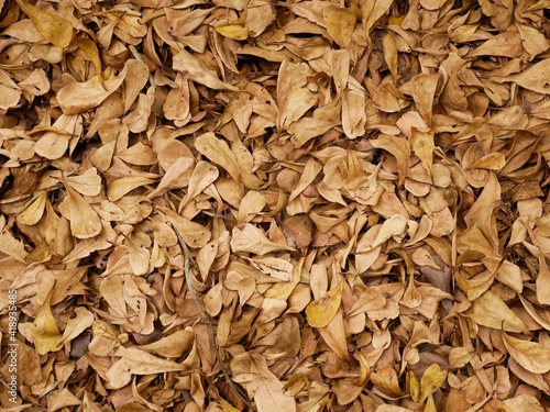 Dry leaves on cement floor