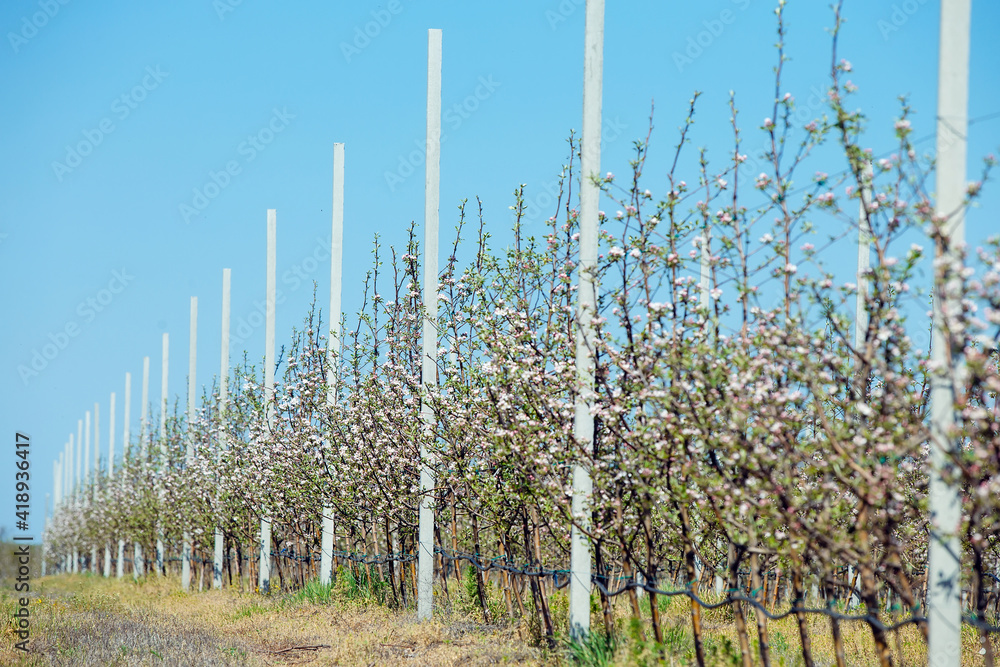 Fototapeta premium Apple orchard garden in springtime with rows of trees with blossom.