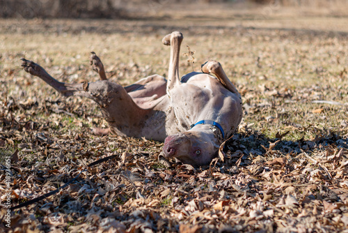 Weimaraner makes eye contact as he rolls around in the leaves, being silly and playful.  Large breed dog acting silly, playing in the fallen leaves.