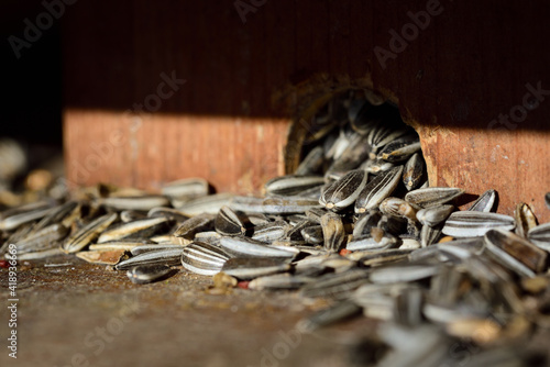 Close-up and detailed view of a feeding place for birds made of wood, with sunflower seeds
