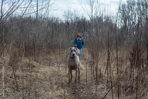 Weimaraner looks at camera, while on a walk with his owner, who is following behind. Large breed grey dog on wilderness hike in late fall through the woods.