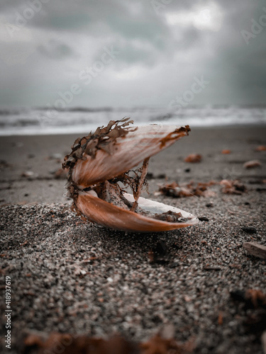 shell on the sand