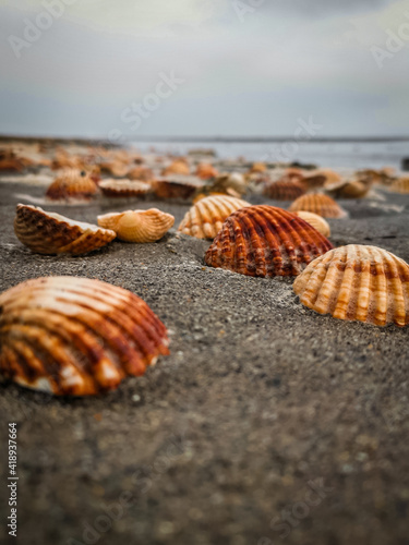 shell on the beach