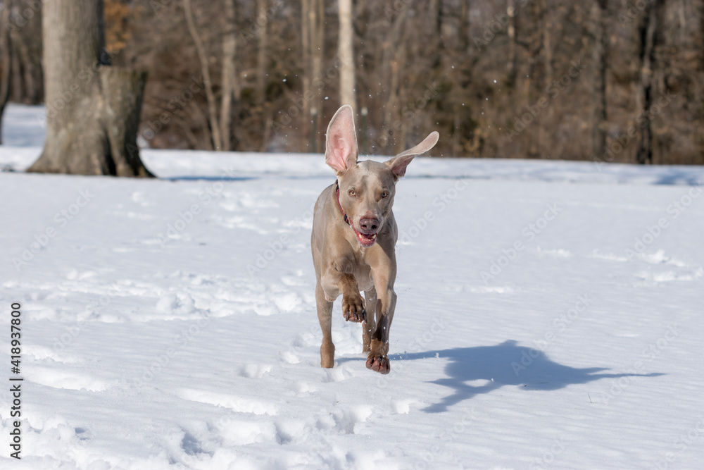 Weimaraner runs and plays in the snow, big floppy ears bouncing as he runs towards the camera. Happy playing dog getting exercise outside in the cold. Weimaraner runs and plays in the snow, big floppy ears bouncing as he runs towards the camera. Happy playing dog getting exercise outside in the cold.