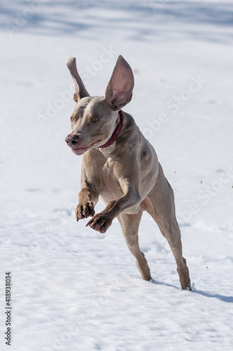 Weimaraner jumps into the air while playing outside in the snow.  Large floppy ears bounce above his head.  Vertical orientation picture of family pet exercising. photo
