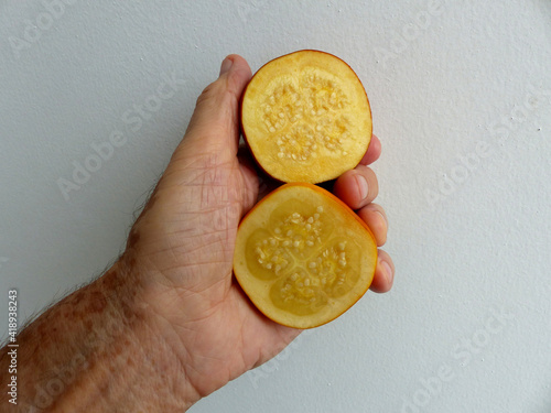 Opened Solanum sessiliflorum fruit or Cocona is a tropical shrub belonging to the Solanaceae family. Amazon, Brazil photo