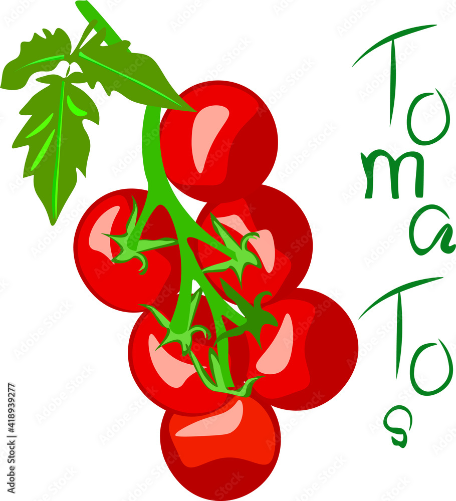 Vector illustration of red tomatoes, juicy and bright,hanging in a ...