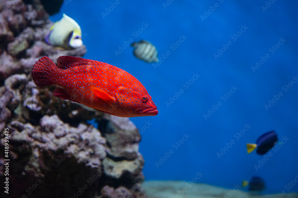 Obraz premium Coral hind grouper (Cephalopholis miniata) in the aquarium.