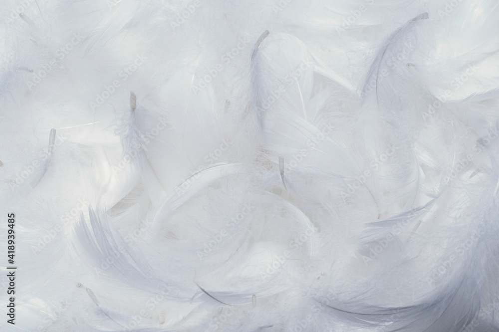 White soft feathers background. White soft feathers background.