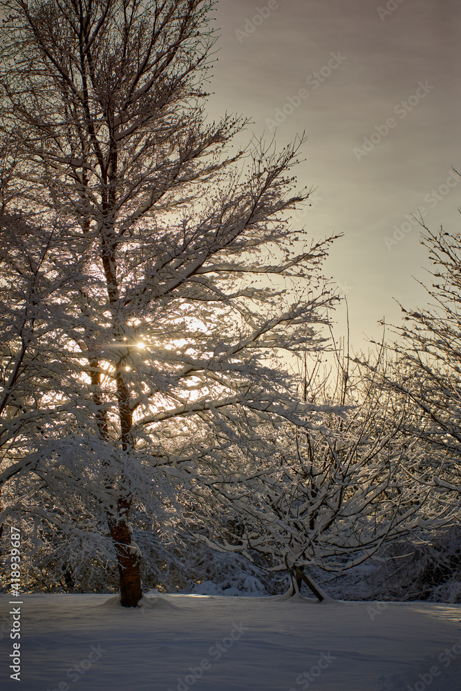 Fototapeta premium Lens flare around late afternoon sun as it shines through snow laden trees