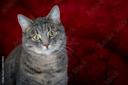 Slika na platnu Housecat (Felis catus) portrait with negative space