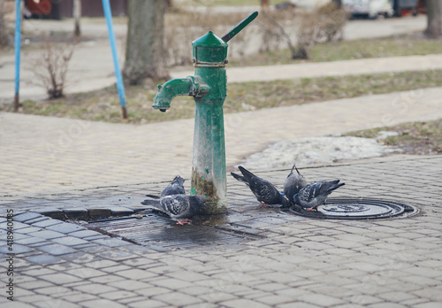 Pigeons drink water from a puddle next to a water pump. Kiev, Ukraine.