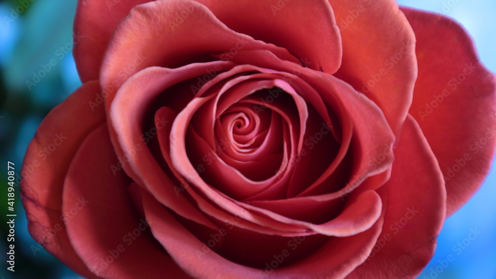 Beautiful fresh coral rose with glowing petals close-up on a blue background Beautiful fresh coral rose with glowing petals close-up on a blue background