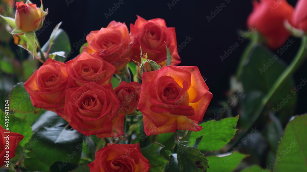 Beautiful bouquet of fresh coral roses close up on black background Beautiful bouquet of fresh coral roses close up on black background